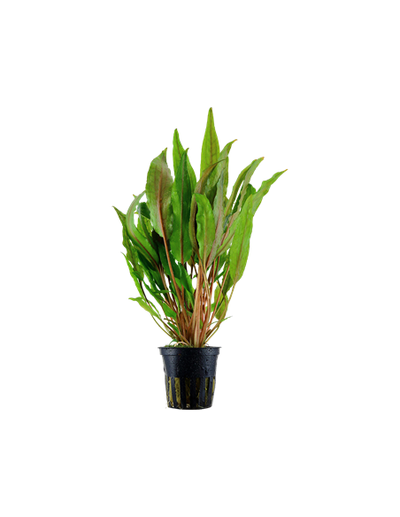 Cryptocoryne undulata 'Broad Leaves'