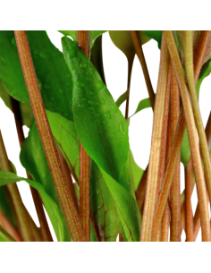 Cryptocoryne undulata 'Broad Leaves' 2