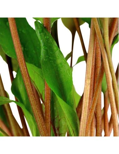 Cryptocoryne undulata 'Broad Leaves'