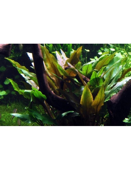 Cryptocoryne undulata 'Broad Leaves'