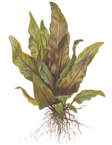 Cryptocoryne undulata 'Broad Leaves'