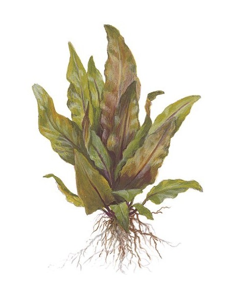 Cryptocoryne undulata 'Broad Leaves'