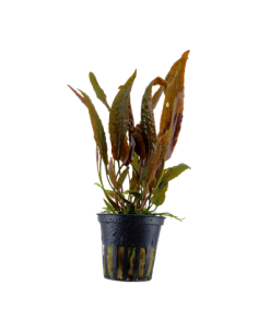 Cryptocoryne usteriana
