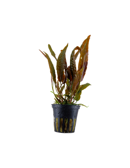 Cryptocoryne usteriana