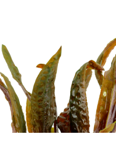 Cryptocoryne usteriana 2