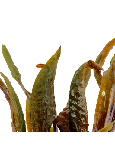 Cryptocoryne usteriana