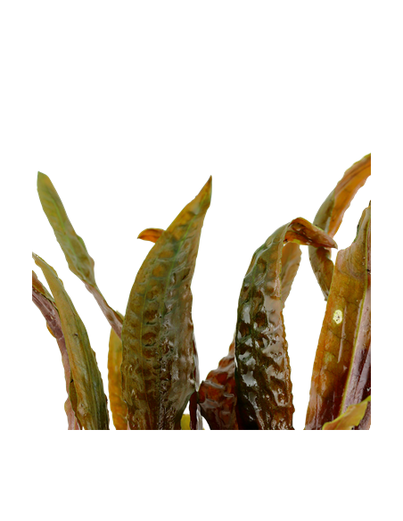 Cryptocoryne usteriana