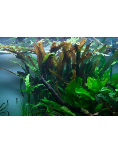 Cryptocoryne usteriana