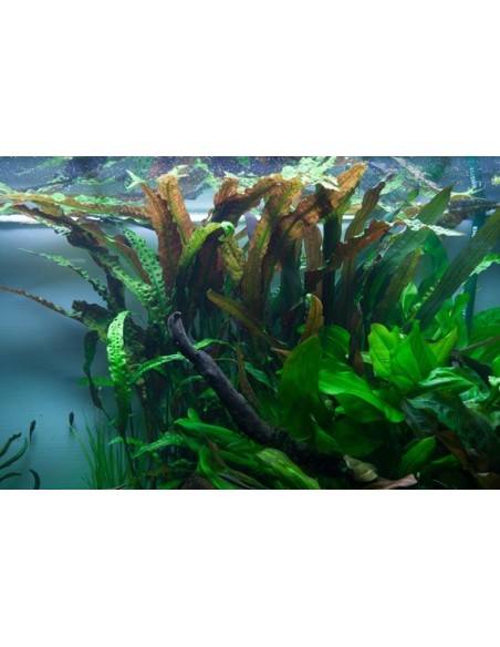 Cryptocoryne usteriana