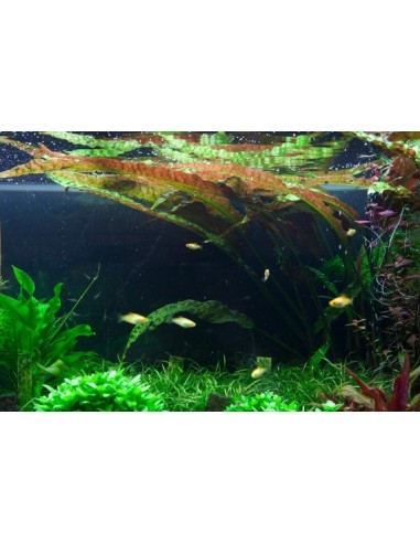 Cryptocoryne usteriana