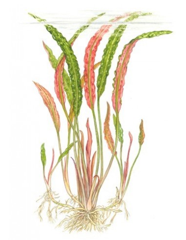 Cryptocoryne usteriana