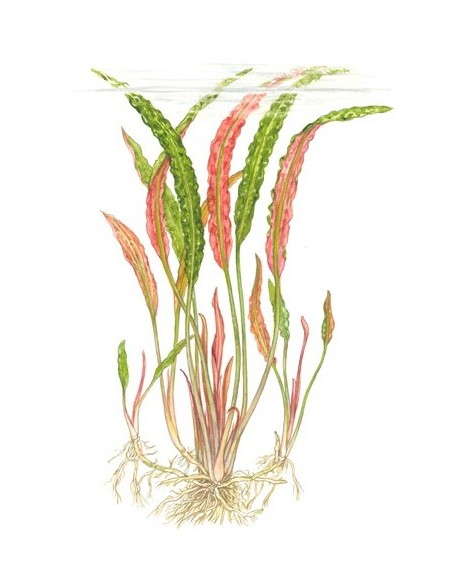 Cryptocoryne usteriana