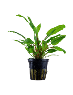 Cryptocoryne wendtii 'Green'