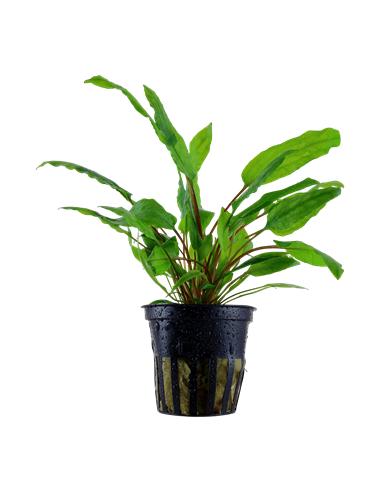 Cryptocoryne wendtii 'Green'