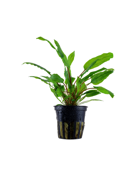 Cryptocoryne wendtii 'Green'