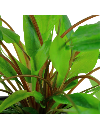 Cryptocoryne wendtii 'Green'