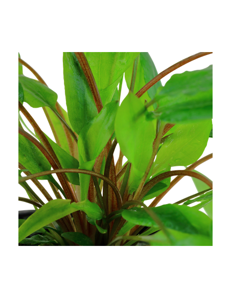 Cryptocoryne wendtii 'Green'