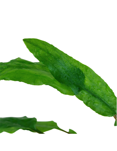 Cryptocoryne wendtii 'Green'