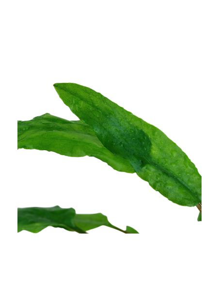 Cryptocoryne wendtii 'Green'