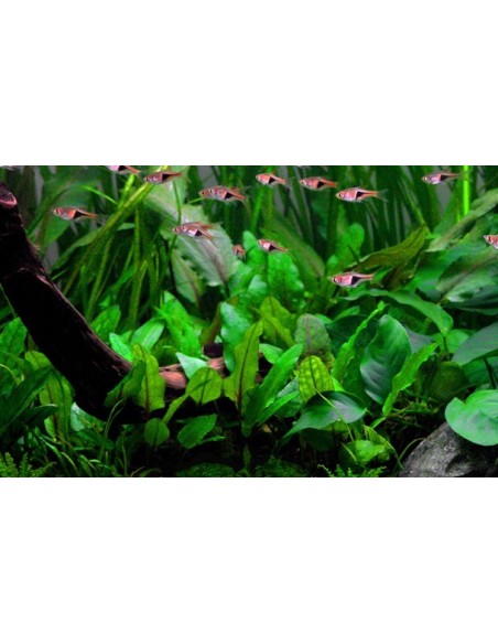 Cryptocoryne wendtii 'Green'
