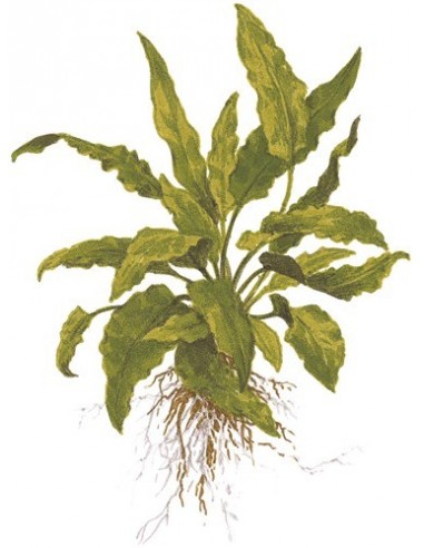 Cryptocoryne wendtii 'Green'