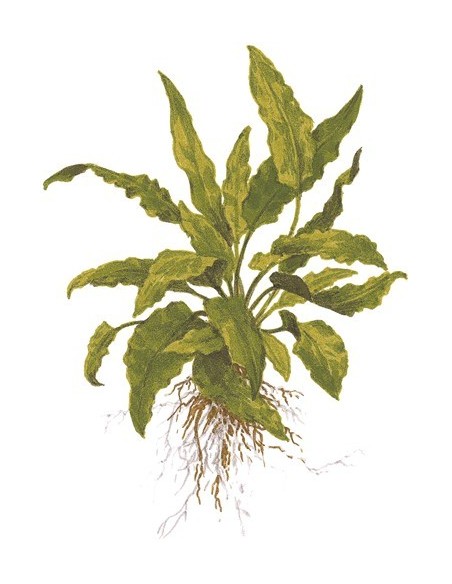 Cryptocoryne wendtii 'Green'