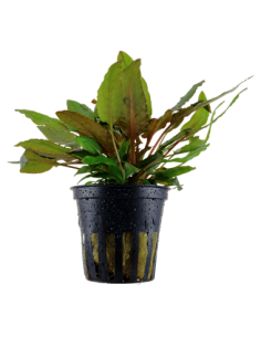 Cryptocoryne wendtii 'Tropica'