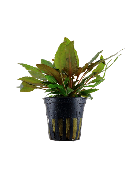 Cryptocoryne wendtii 'Tropica'
