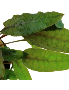 Cryptocoryne wendtii 'Tropica' 2