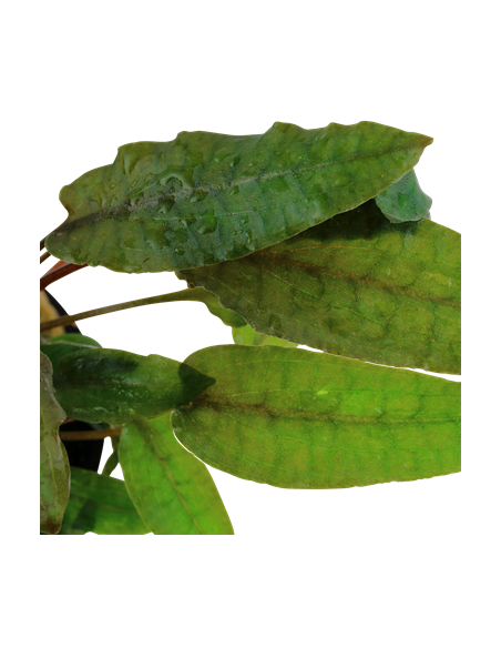 Cryptocoryne wendtii 'Tropica'