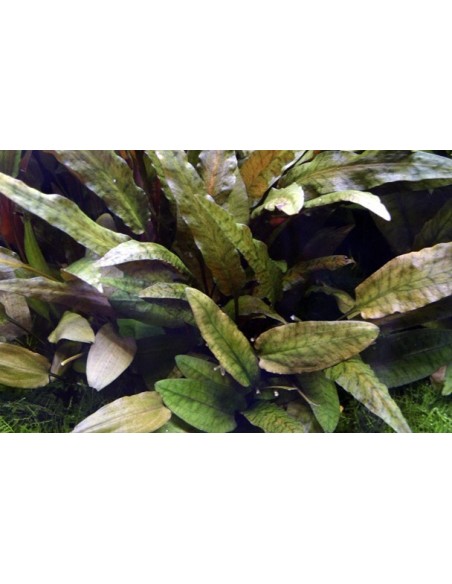 Cryptocoryne wendtii 'Tropica'