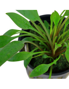 Cryptocoryne x willisii 2