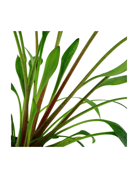 Cryptocoryne x willisii