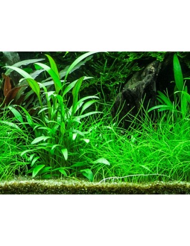 Cryptocoryne x willisii