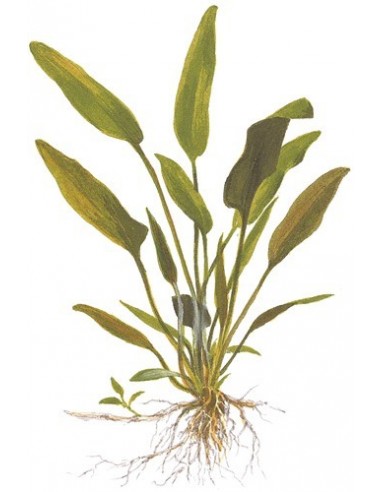 Cryptocoryne x willisii