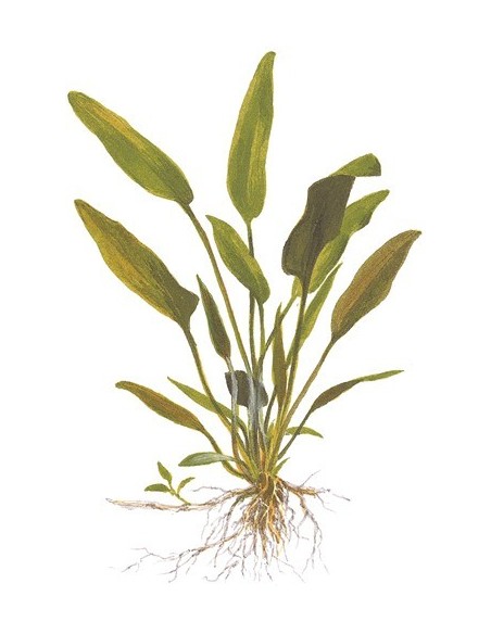 Cryptocoryne x willisii