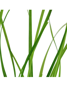 Cyperus helferi 2