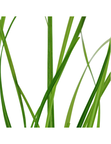 Cyperus helferi