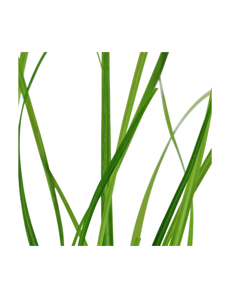 Cyperus helferi