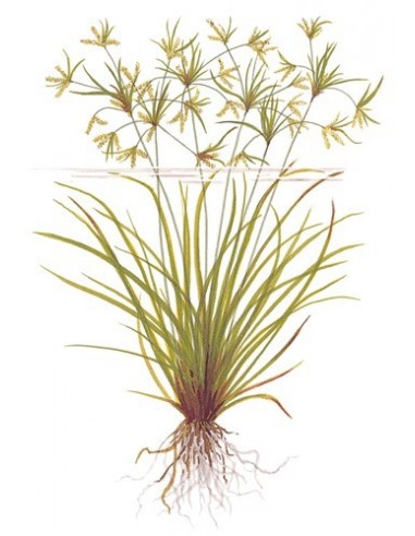 Cyperus helferi