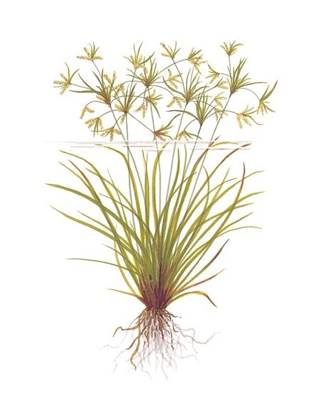 Cyperus helferi