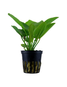 Echinodorus 'Aquartica'