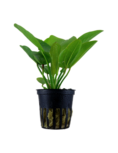 Echinodorus 'Aquartica'