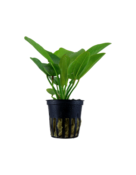 Echinodorus 'Aquartica'