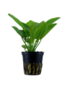 Echinodorus 'Aquartica'