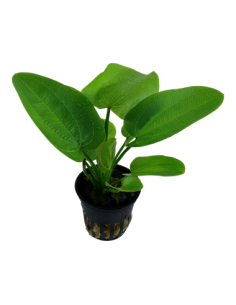 Echinodorus 'Aquartica' 2
