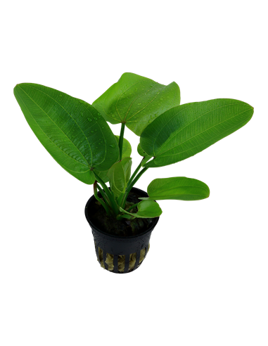 Echinodorus 'Aquartica'