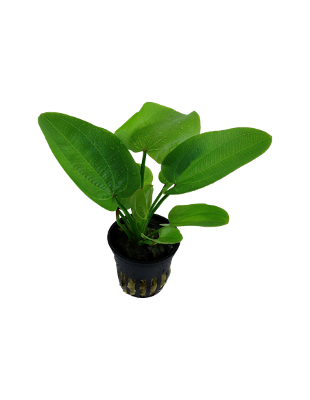 Echinodorus 'Aquartica'