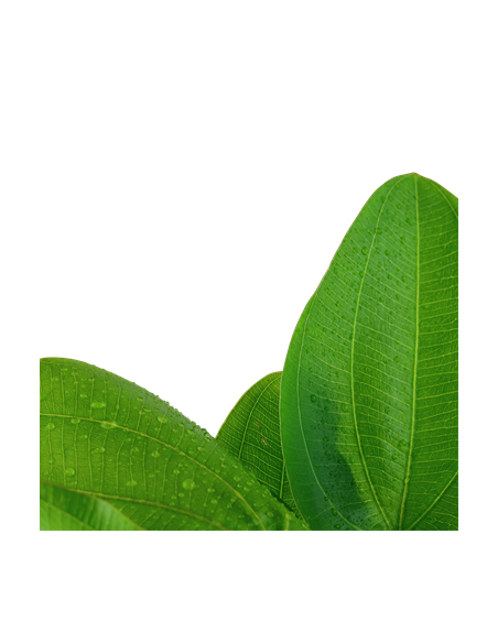 Echinodorus 'Aquartica'