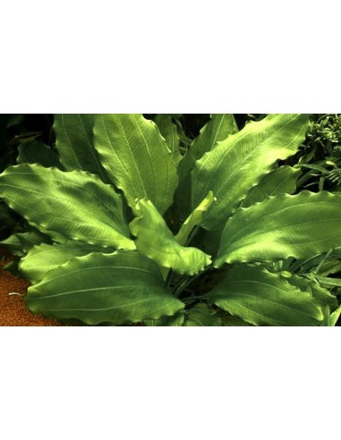 Echinodorus 'Aquartica'